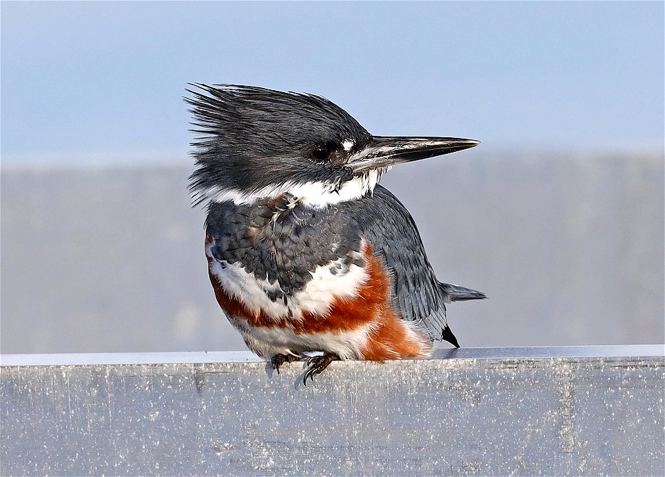 518 - BELTED KINGFISHER (10-8-2021) crescent city, del norte co, ca -11