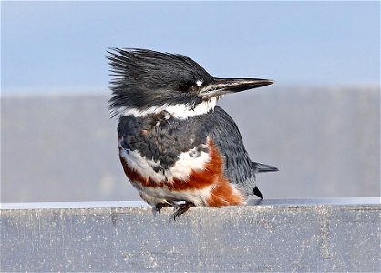 518 - BELTED KINGFISHER (10-8-2021) crescent city, del norte co, ca -11