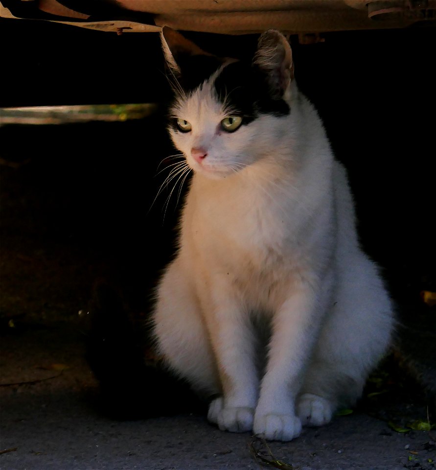 independent-cats_2017_0624_082551