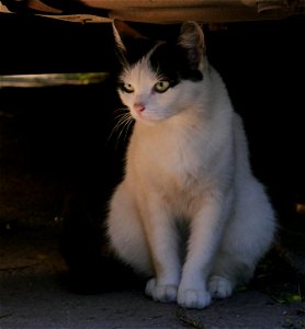 independent-cats_2017_0624_082551 photo