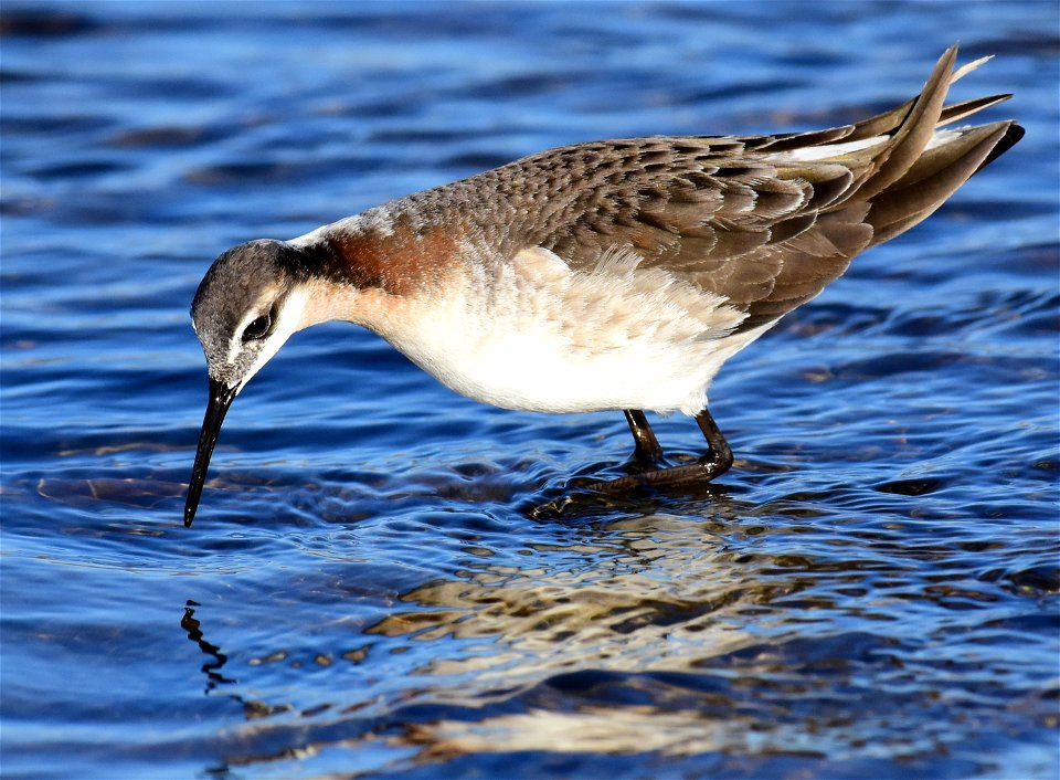 Wilson's phalarope at Seedskadee National Wildlife Refuge