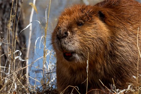 American beaver photo