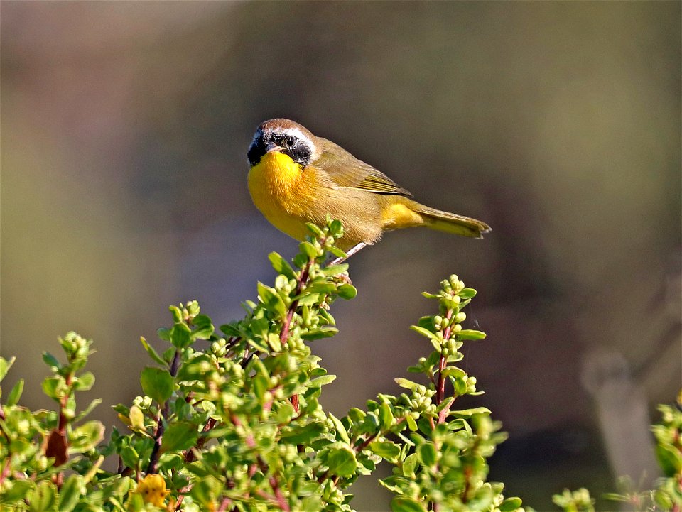 818 - COMMON YELLOWTHROAT (8-31-2021) del norte co, ca -01
