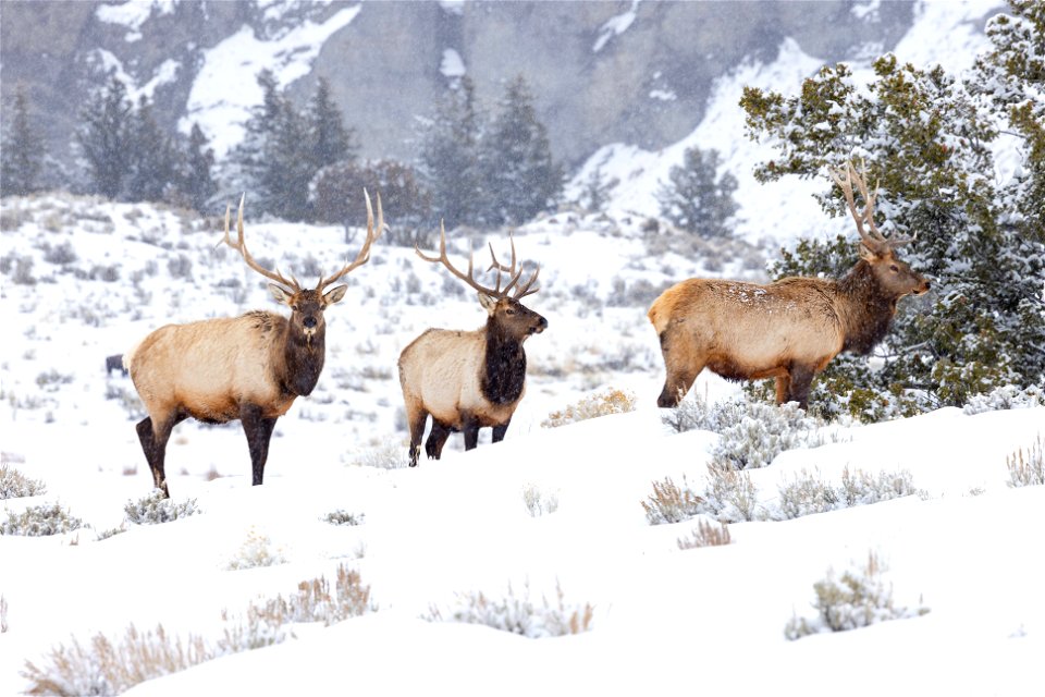 Elk group along the Temporary North Entrance Road
