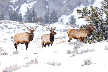 Elk group along the Temporary North Entrance Road
