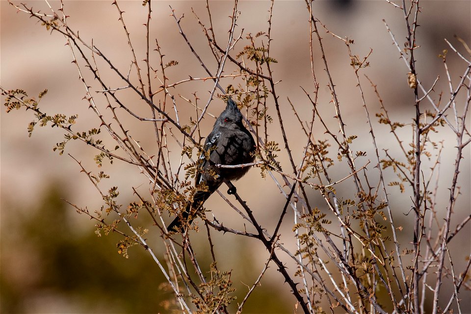 Female Phainopepla
