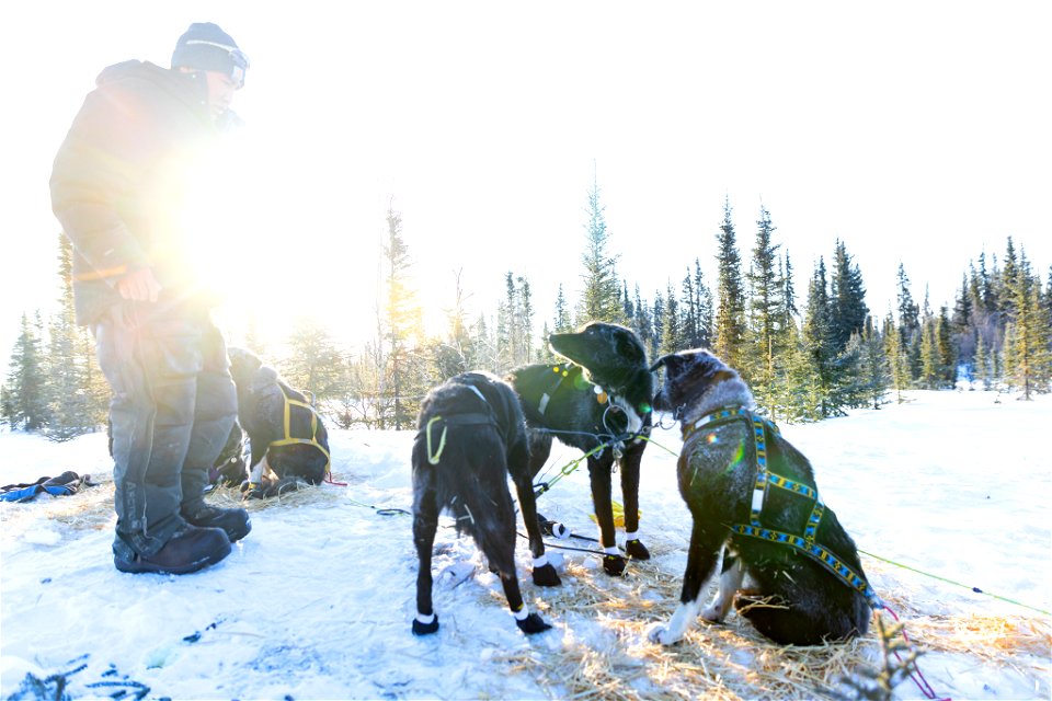 Kobuk 440 racers at Paniqsigvik shelter cabin.
