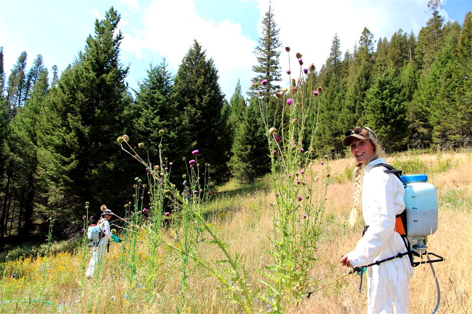 Musk thistle meltdown