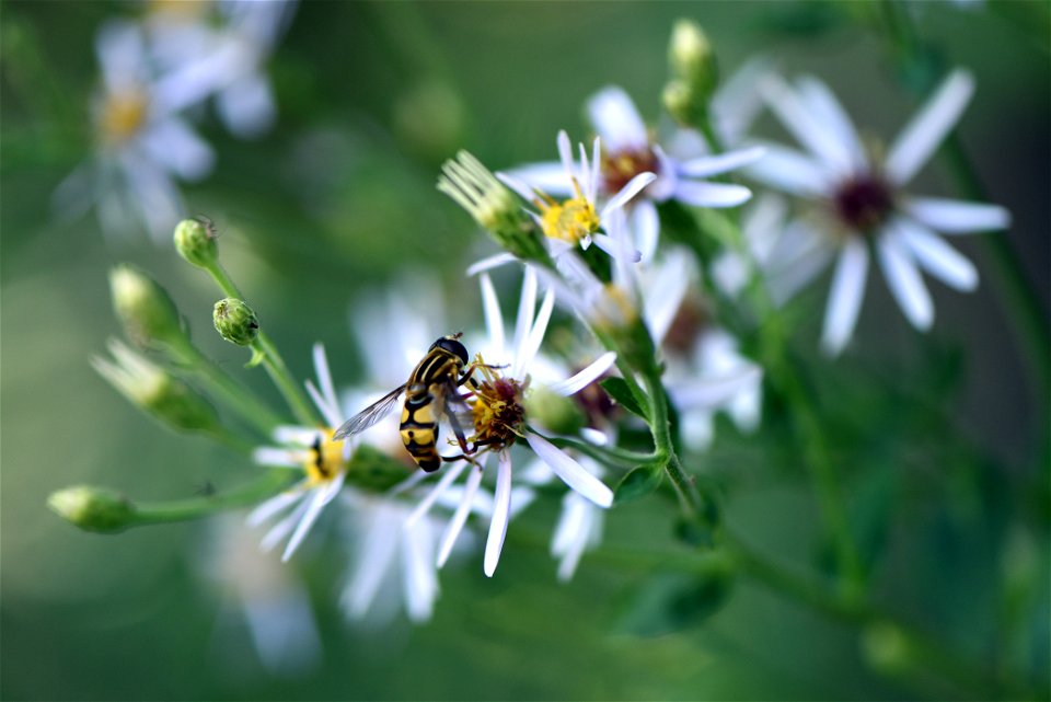 Narrow-headed marsh fly photo