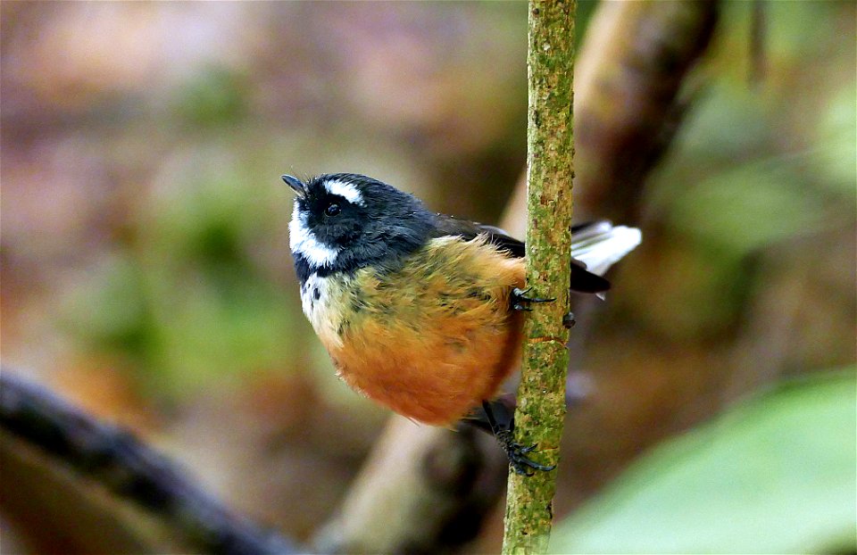 Rhipidura fuliginosa.  Fantail.