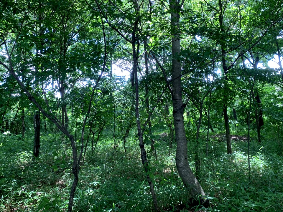 Nobidome Josui History and Nature Conservation Area in Shimosato, Higashikurume-shi