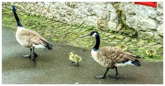 Come along you two. This walking thing is fun!