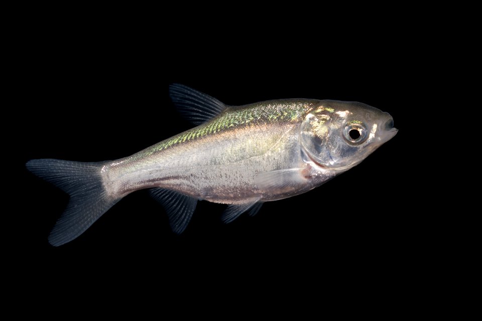 Silver Carp, Juvenile