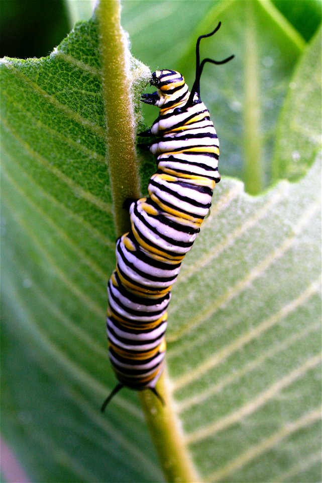 Monarch caterpillar
