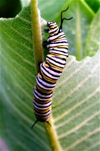 Monarch caterpillar photo