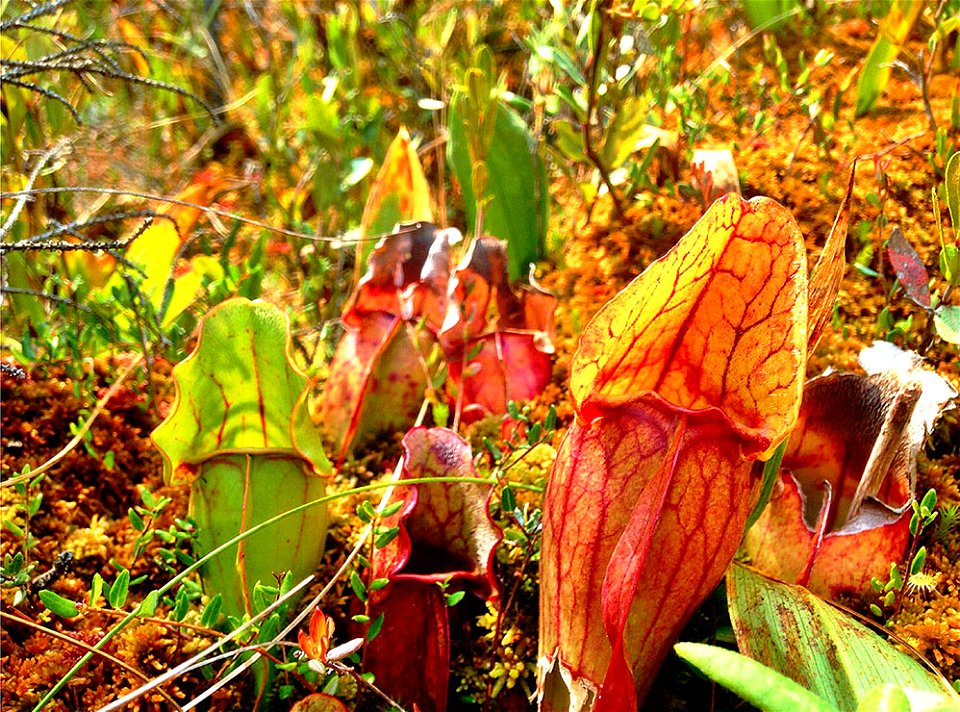 Purple Pitcher Plant