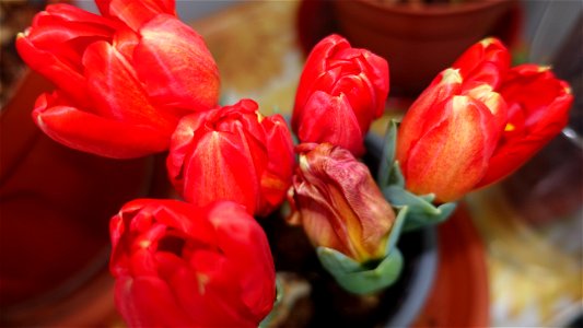 tulips_lalele-2023_0221_172827