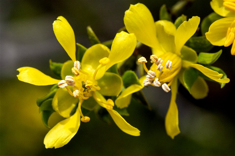 Larrea tridentata