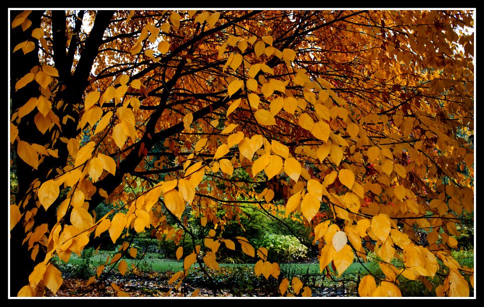 Autumn in the park photo