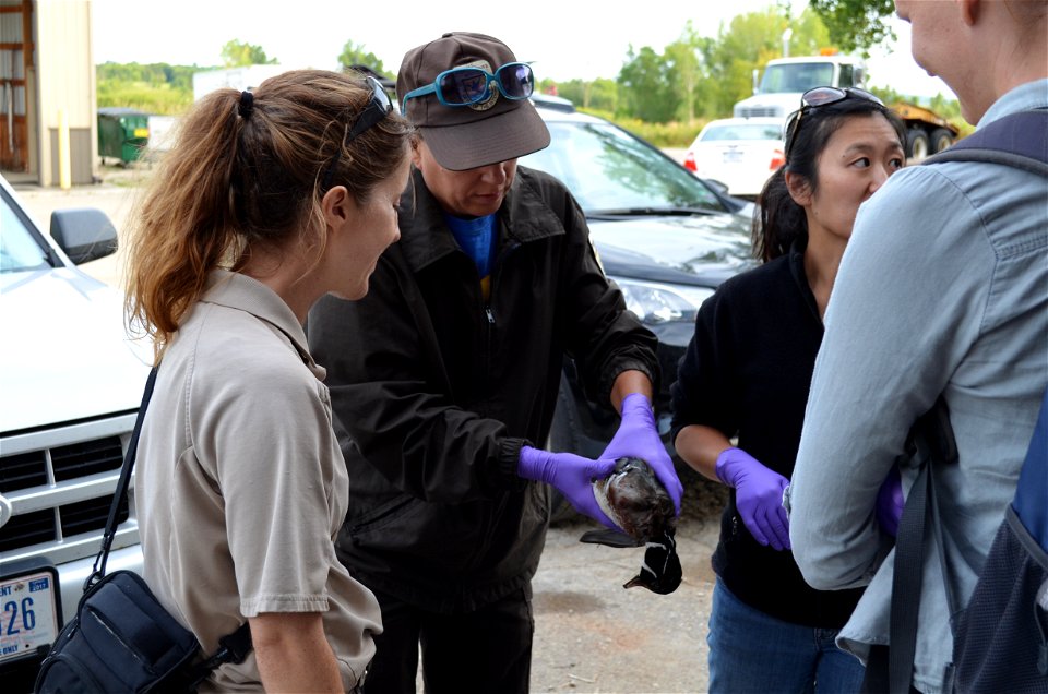 Wood Duck Banding