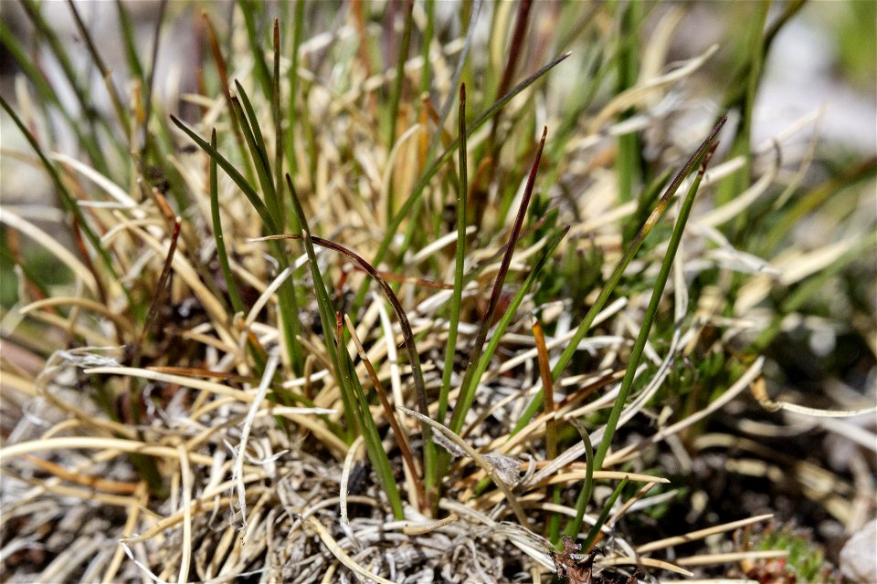 Festuca brachyphylla photo