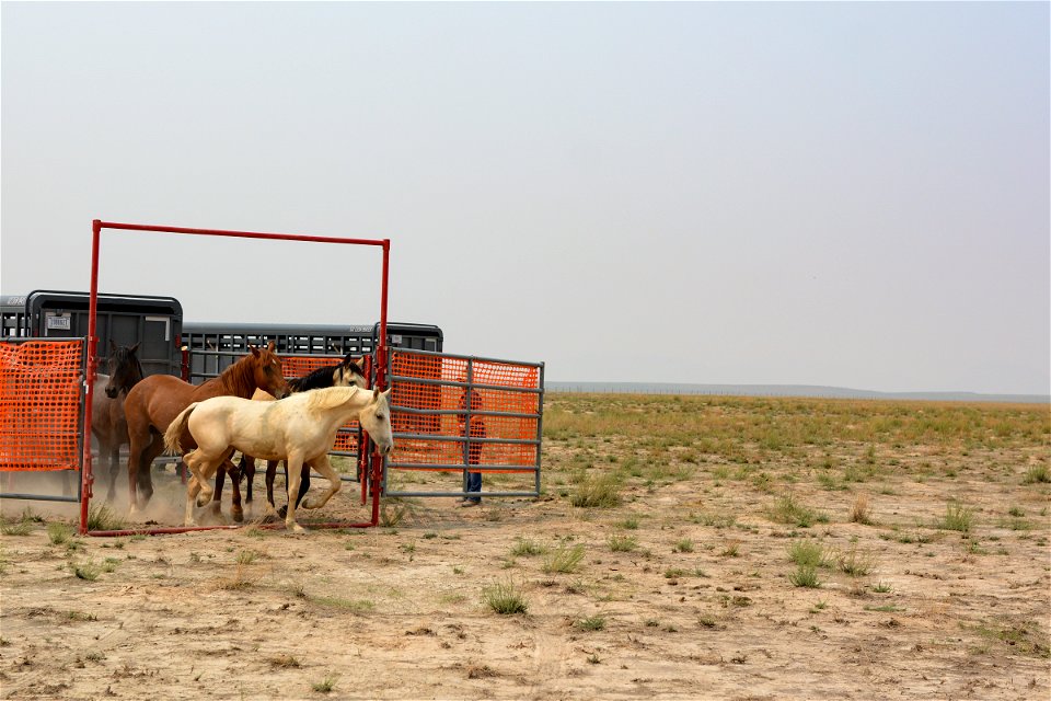 2021 Onaqui Herd Management Area