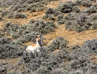 Pronghorn at Arapaho National Wildlife Refuge Colorado
