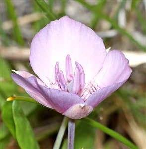 Calochortus uniflorus (Pink Star Tulip) (05-15-2022) 8 dollar mt botanical wayside, josephine co, or (2)