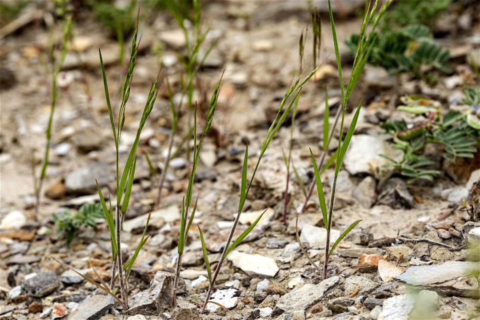 Bromus squarrosus