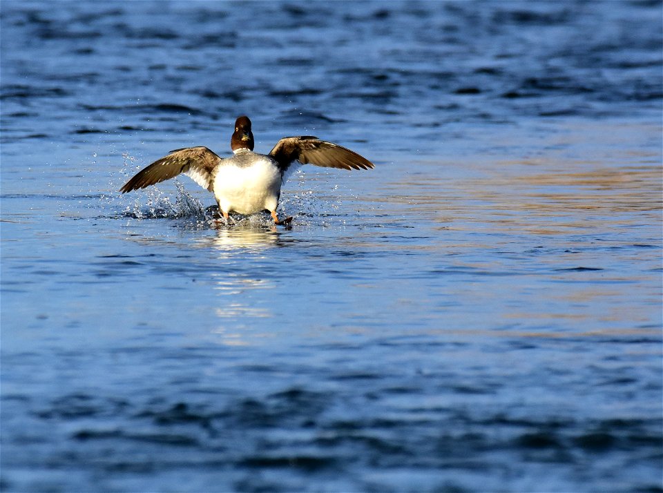 Common goldeneye at Seedskadee National Wildlife Refuge