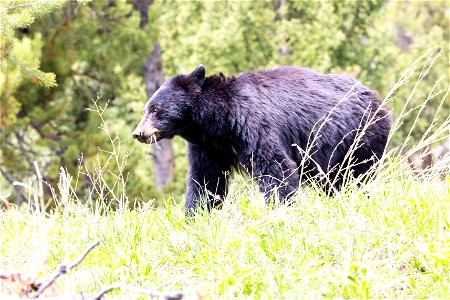 Black bear grazing near Dunraven Pass (2) photo