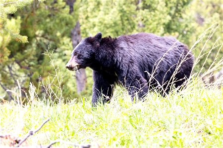 Black bear grazing near Dunraven Pass (2)