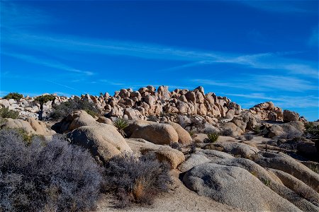 Joshua Tree National Park