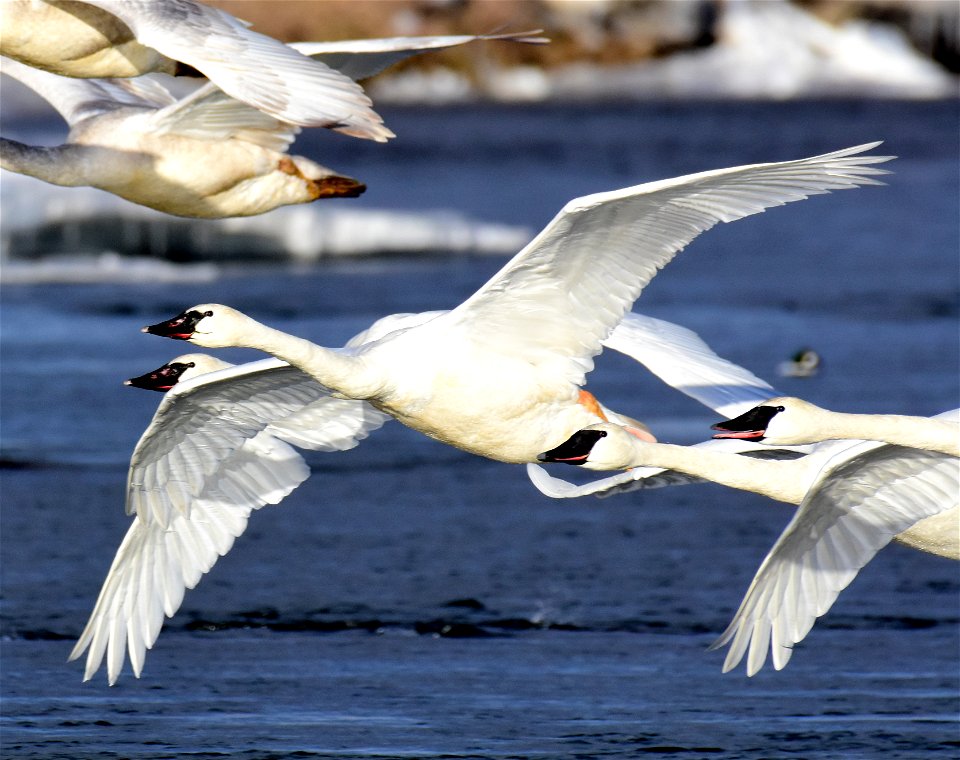 Trumpeter swan at Seedskadee National Wildlife Refuge