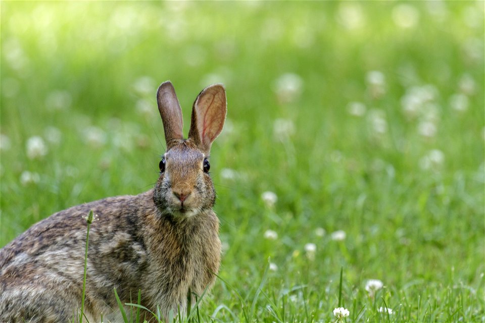 Eastern Cottontail in the Clover