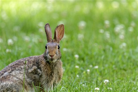 Eastern Cottontail in the Clover photo