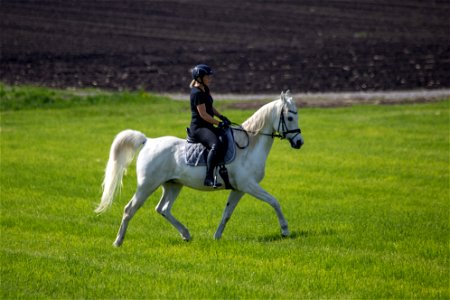 4-Dschesim_OS222472