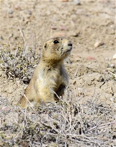 White-tailed prairie dog at Seedskadee National Wildlife Refuge