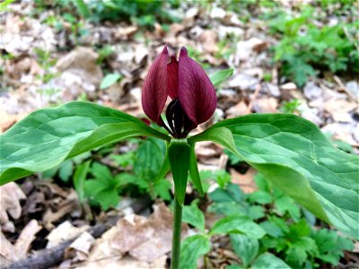 Prairie Trillium