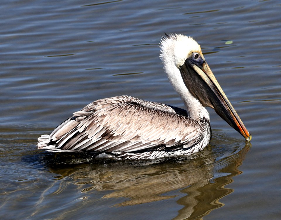 176 - BROWN PELICAN (02-12-2023) birding center, south padre island, cameron co, tx -01