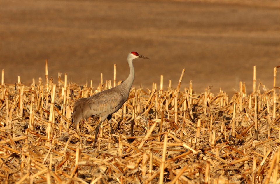 Sandhill Cranes Huron Wetland Management District South Dakota