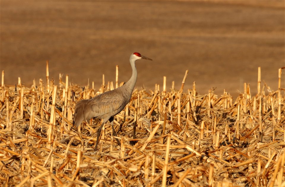 Sandhill Cranes Huron Wetland Management District South Dakota photo