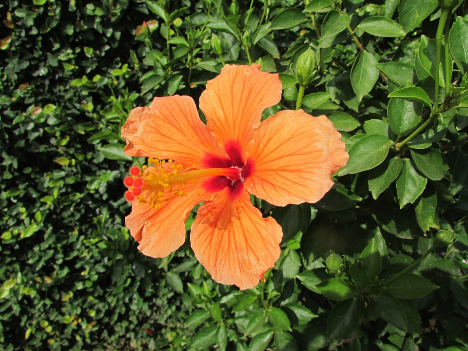 Dharwad india floral