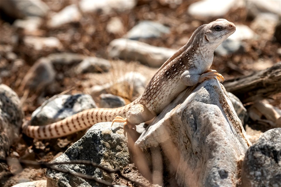 Desert Iguana