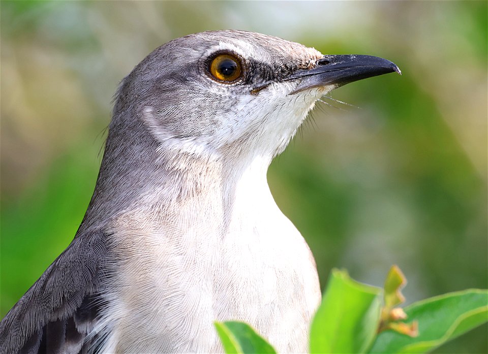 761 - NORTHERN MOCKINGBIRD (01-02-2023) national buttrtfly center, palmview, hidalgo co, tx -01