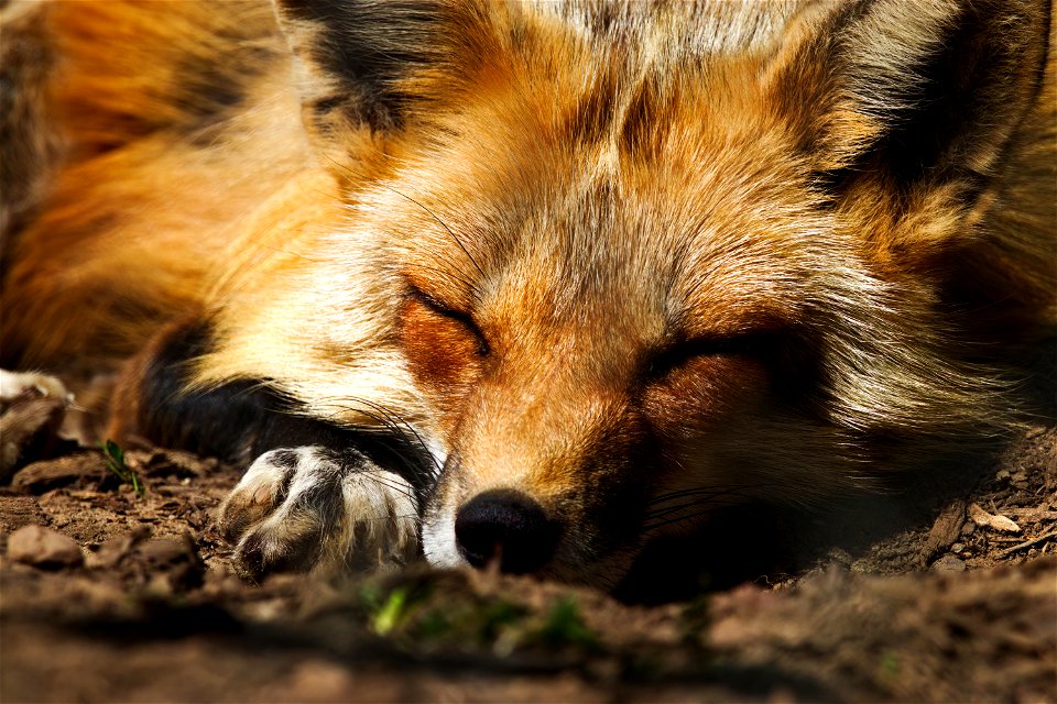 Sleepy creature