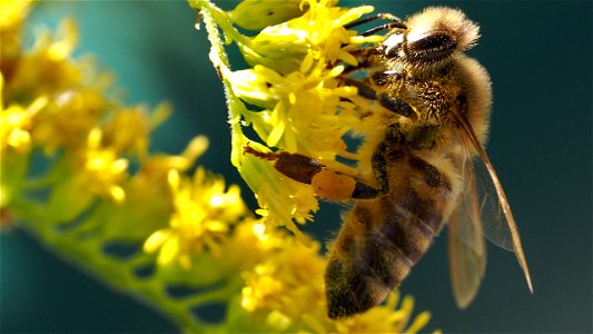Apis mellifera (Honigbiene) an Kanadischer Goldrute (Solidago canadensis L.)