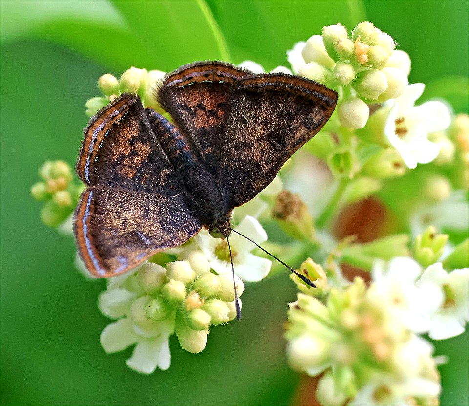 METALMARK, RED-BORDERED (caria ino) (01-06-2023) national butterfly center, mission, hidalgo co, tx -02