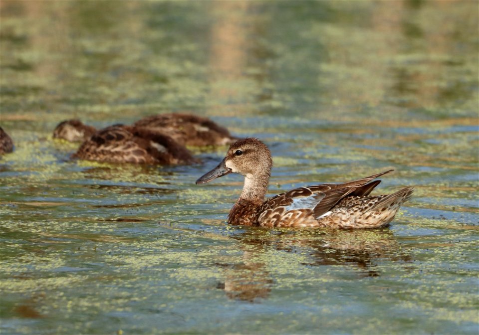 Blue-winged Teal Brood, Huron Wetland Management District South Dakota