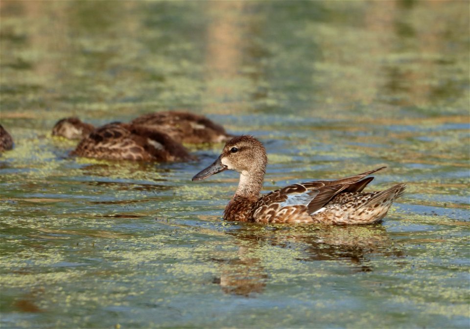 Blue-winged Teal Brood, Huron Wetland Management District South Dakota photo